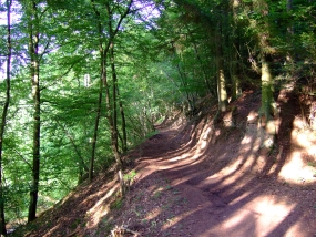 Urwaldsteig am Daudenberg